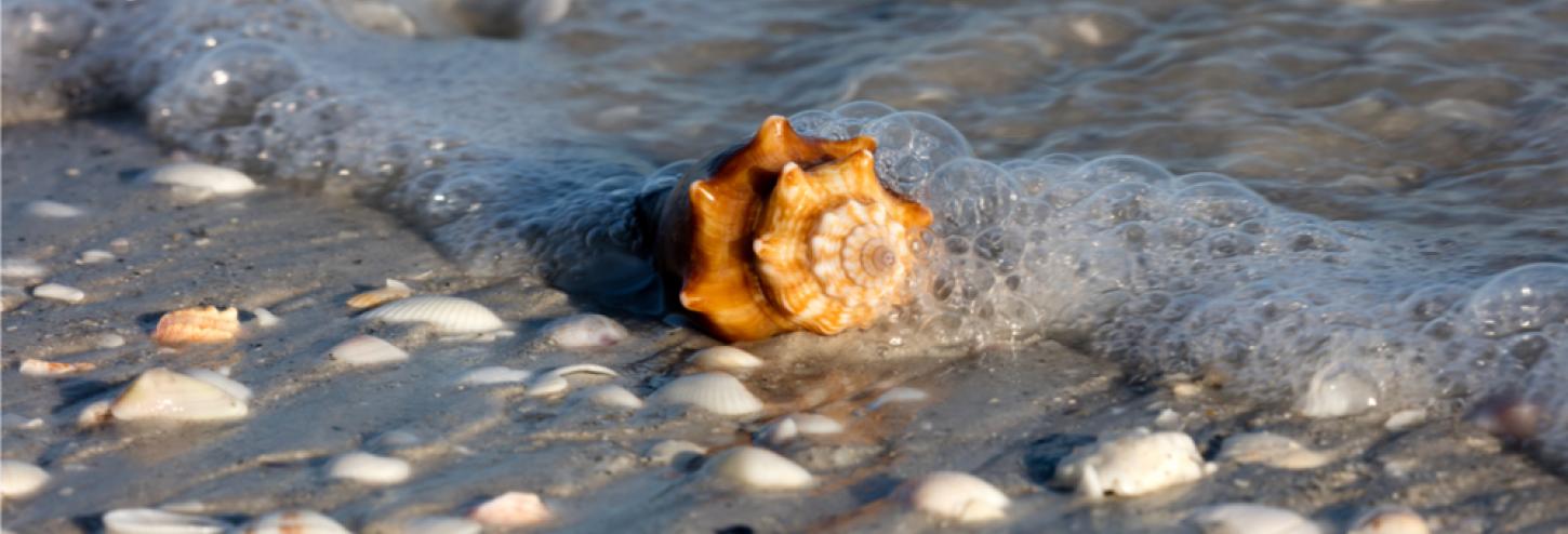 seashells on the Beach